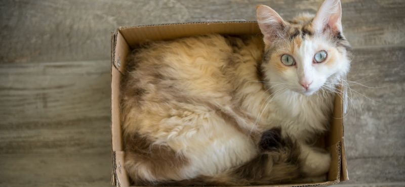 Лучшие породы кошек для детей