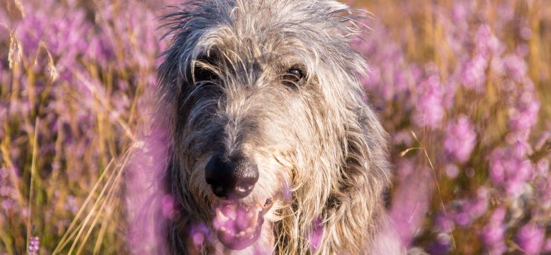 Дирхаунд – порода собак Дирхаунд – порода собак