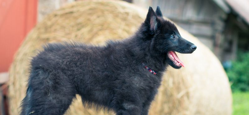 Грюнендаль – порода собак Грюнендаль – порода собак