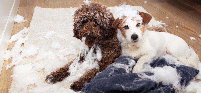 Почему собака грызет вещи, что делать, как отучить