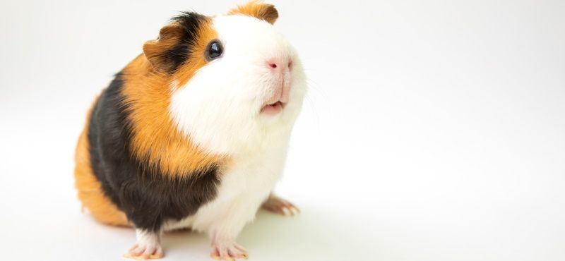 Какого грызуна завести дома