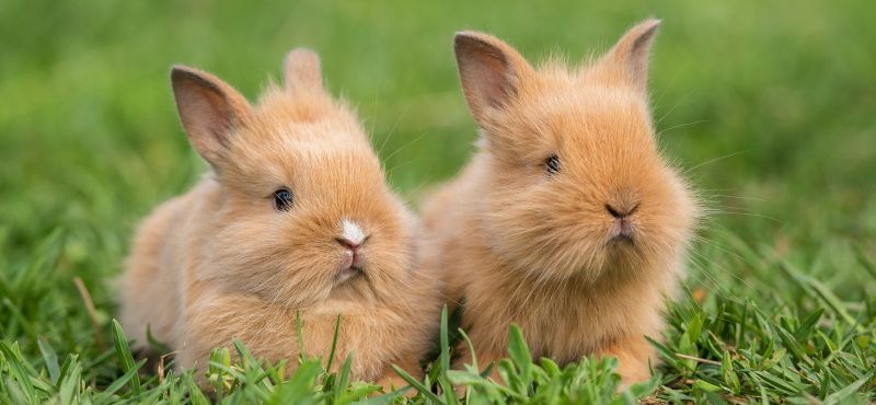 Обзор кроликов для содержания дома