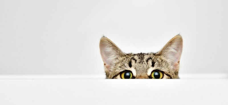 Аллергия у кошек: причины и советы по лечению