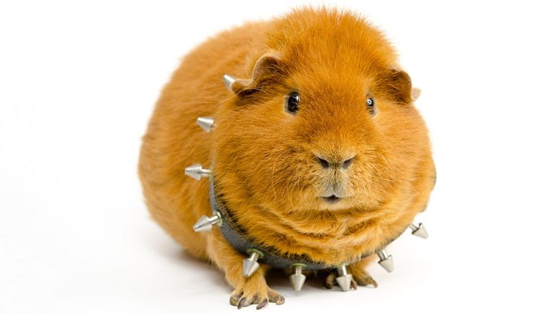 Особенности содержания морских свинок