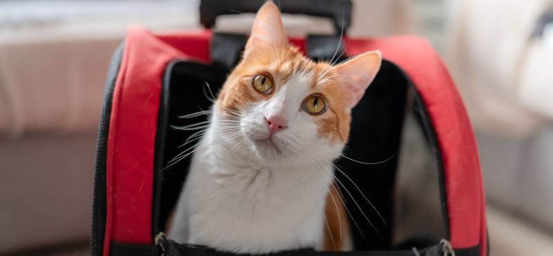 Как приучить кошку к переноске