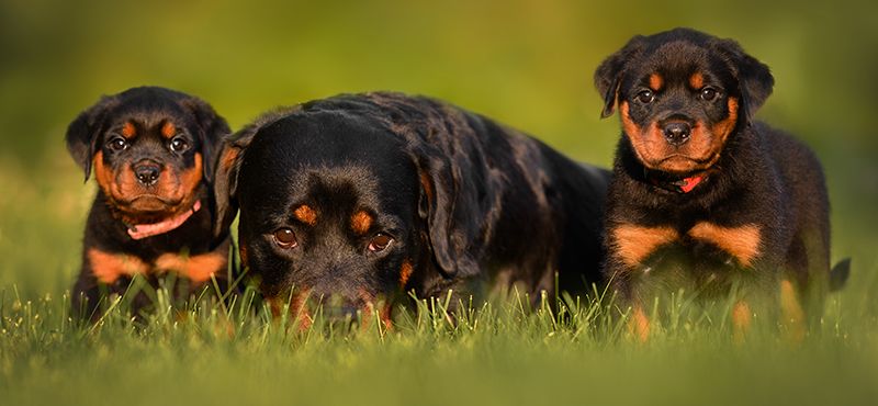 Ротвейлер - порода собак