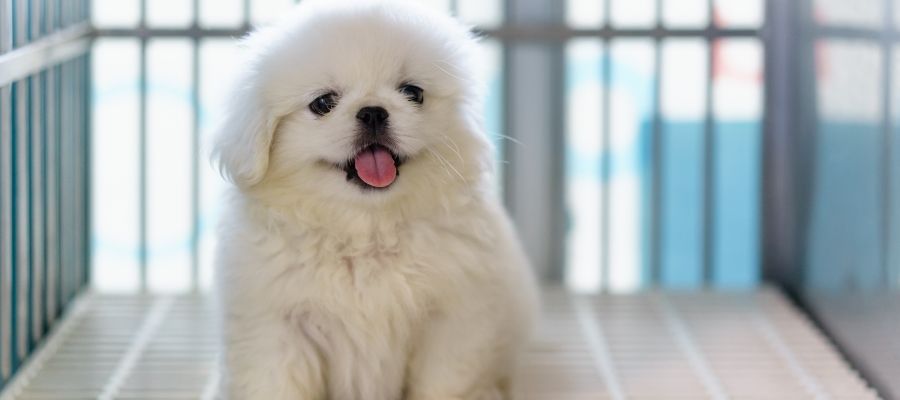 Для чего нужна клетка для собак?