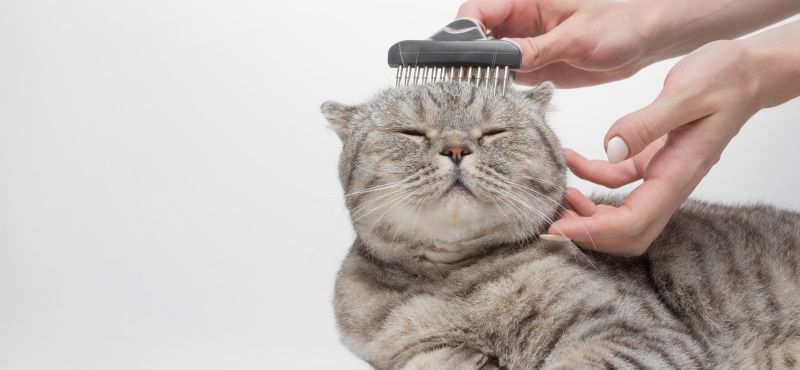 Что делать, если кошка сильно линяет