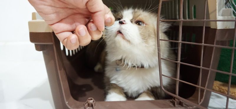 Путешествие с кошкой в поезде: о чем важно знать