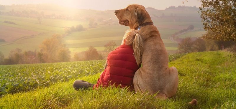 Брохольмер - порода собак