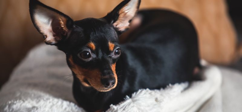 Одежда для той-терьера - модные костюмчики