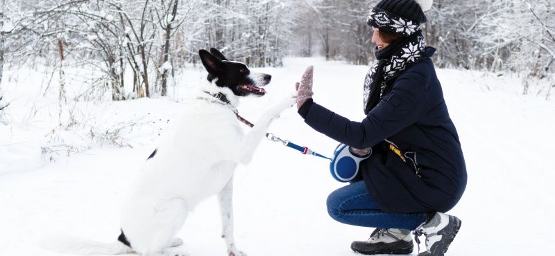 Большая собака в квартире
