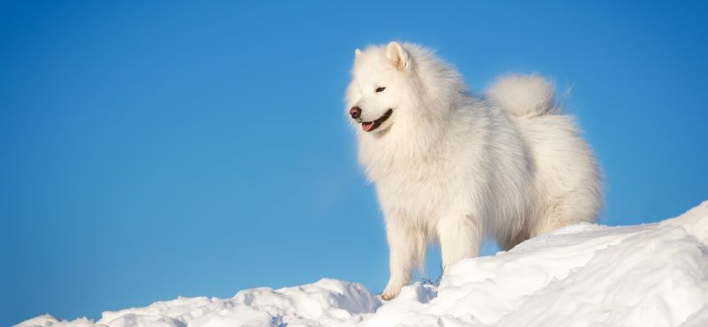 Катание на собаках: виды и особенности