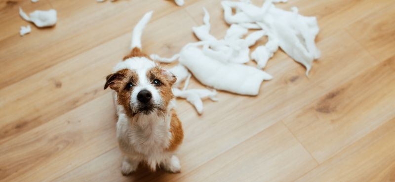 Почему собака грызет вещи, что делать, как отучить