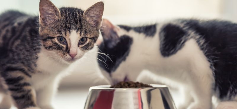 Unica Natura: сухой корм для кошек