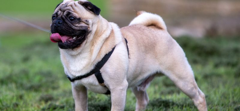 Хвостатые звезды Голливуда: самые знаменитые собаки