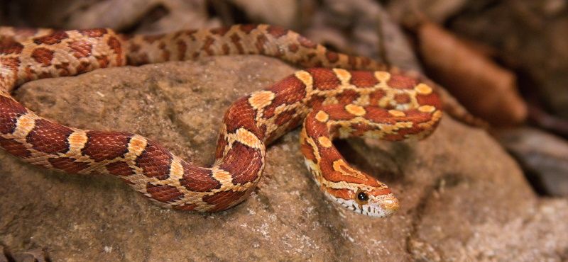 Первая рептилия: какую выбрать