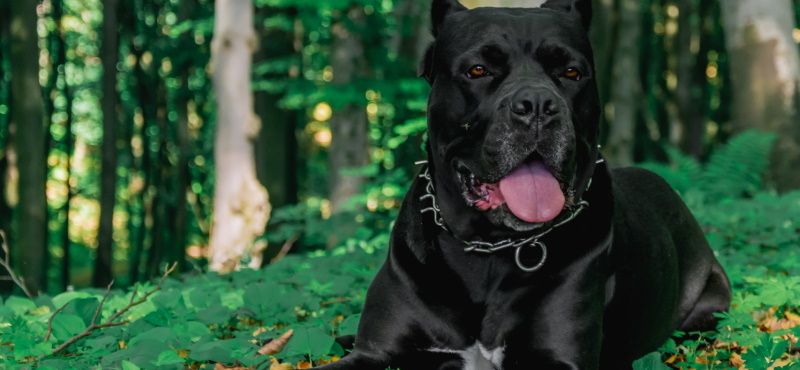 Кане-корсо – порода собак