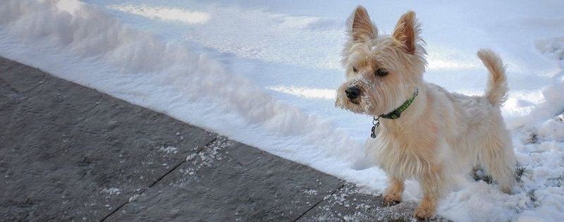 Австралийский терьер - порода собак