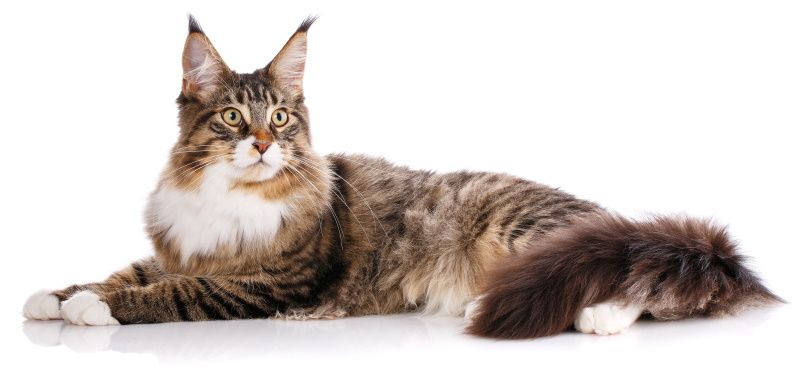 Мейн-кун – порода кошек