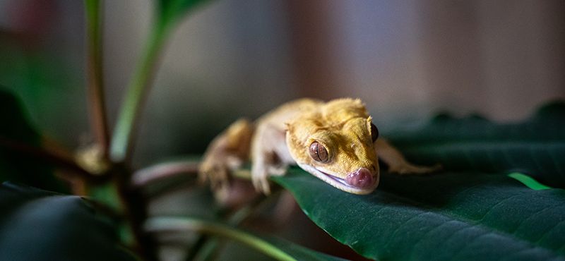 Содержание бананоеда в домашних условиях