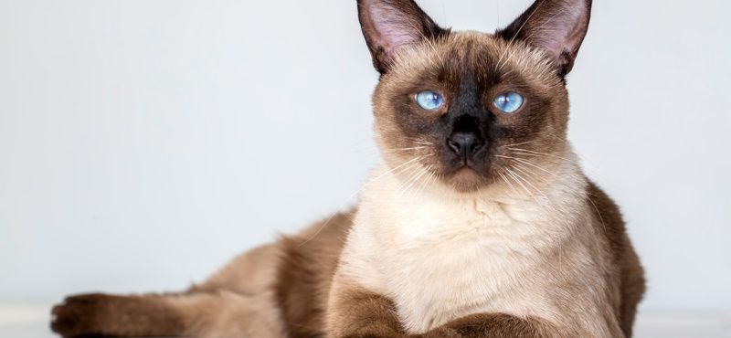 Сиамская кошка: характер, описание породы, содержание