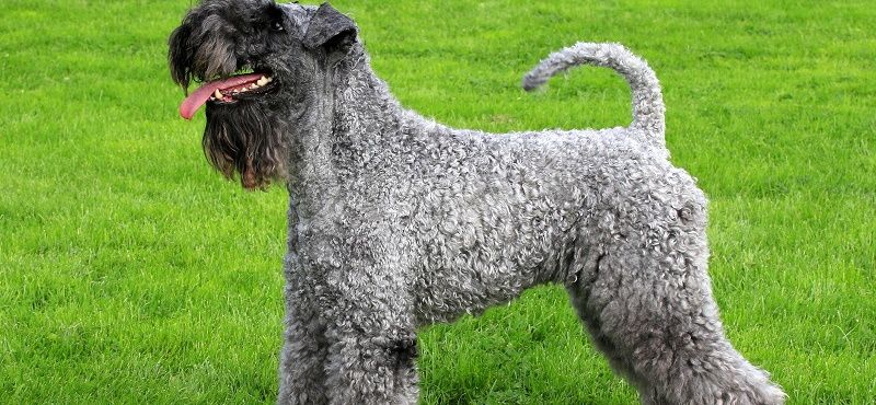 Керри-блю-терьер — порода собак