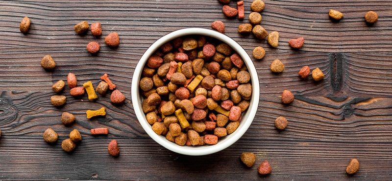 Вельштерьер и эрдельтерьер - отличия пород Вельштерьер и эрдельтерьер - отличия пород