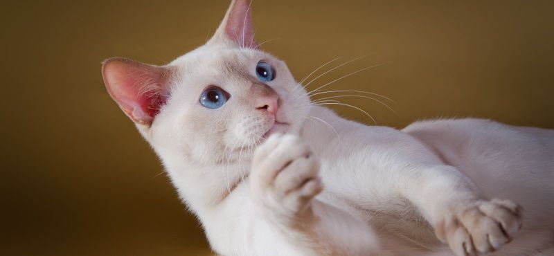 Тонкинская кошка: описание породы, характер, уход