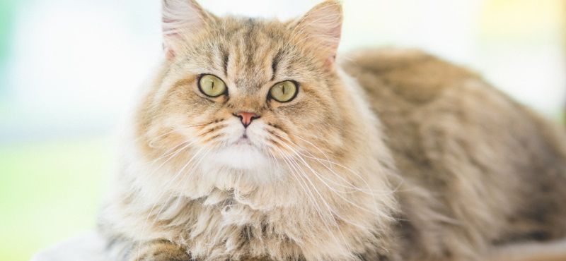 Персидская кошка: характер и описание породы
