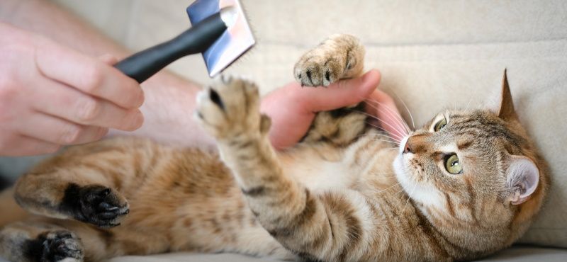 Что делать, если кошка сильно линяет