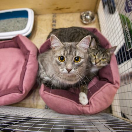 Делимся фотоотчетом с Выставки-пристройства кошек!