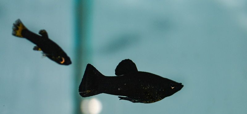 Моллинезия Моллинезия