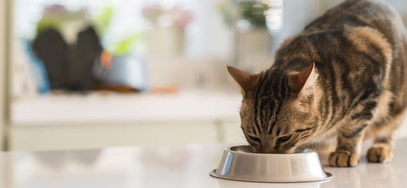 Консервы для кошек Yummy: новинки