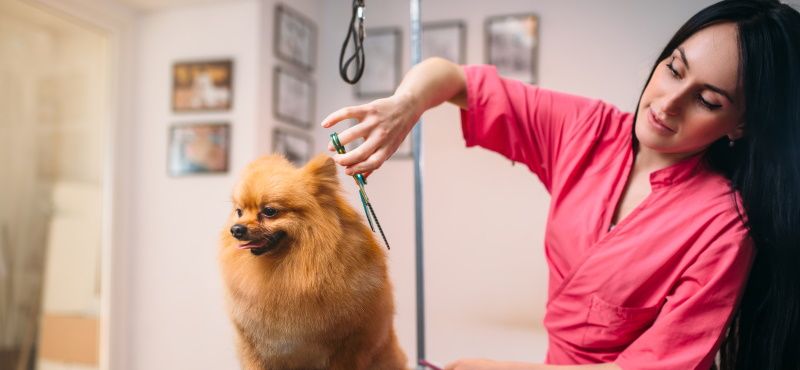 Груминг-набор для ухода за шерстью собак