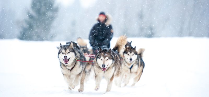 Катание на собаках: виды и особенности