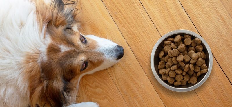 Как правильно хранить сухой корм для собак и кошек?