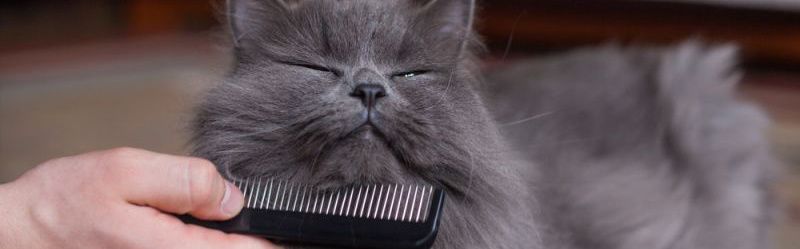 Как спасти питомца от жары?