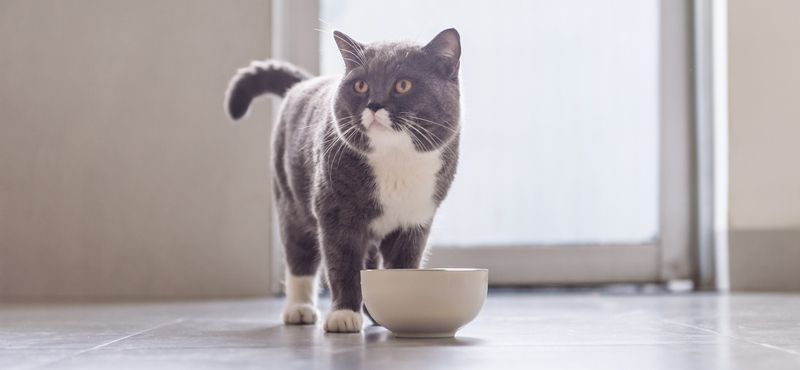 Выбираем лучшую миску для кошки