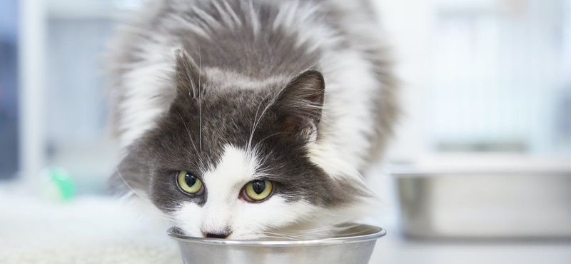 Влажные корма и смешанное питание