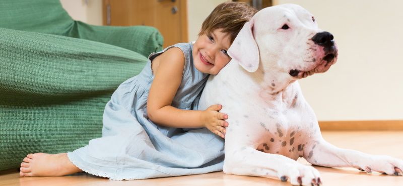 Большая собака в квартире