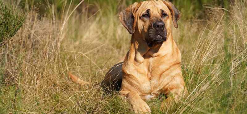 Брохольмер - порода собак Брохольмер - порода собак