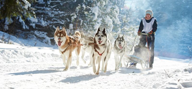 Катание на собаках: виды и особенности