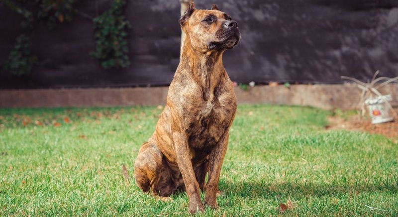 Алано порода собак Алано порода собак