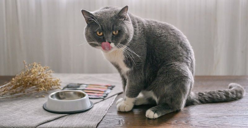 Корм для кошек Wellkiss: мнение ветеринаров