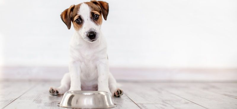 Классификация кормов для собак