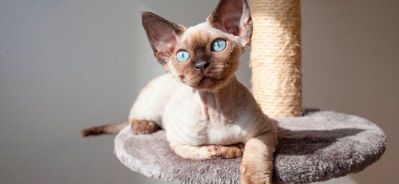 Учимся вместе с котенком и щенком