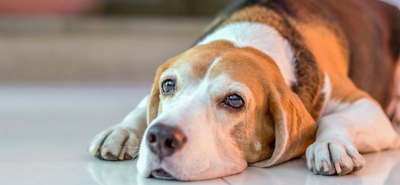 Заболевания желудочно-кишечного тракта у собак и кошек