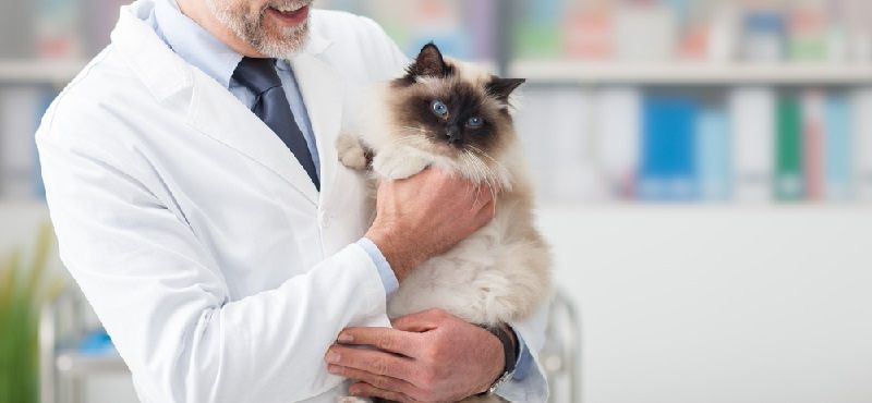 Можно ли кормить кошку рыбой?