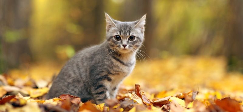 Хондропротекоры для кошек